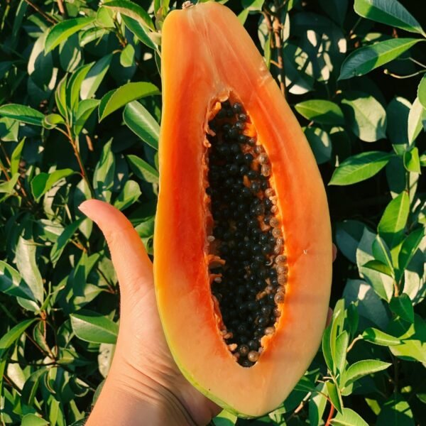 Papaya