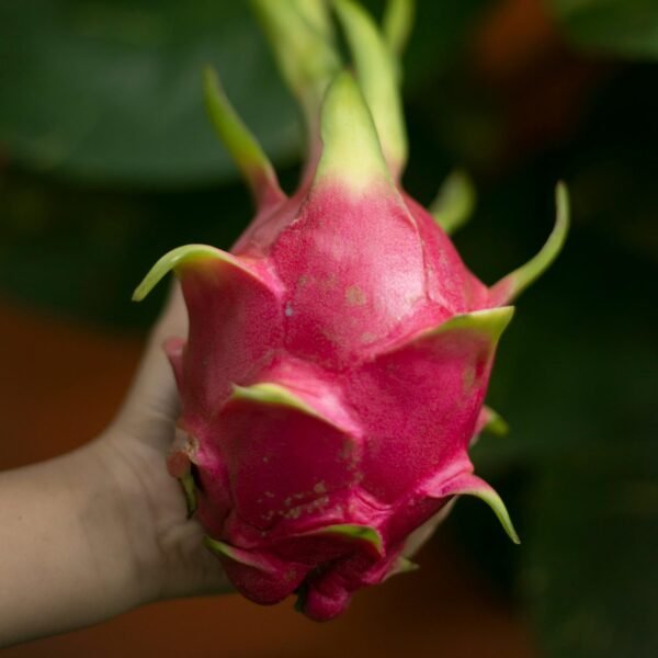 Dragon Fruit