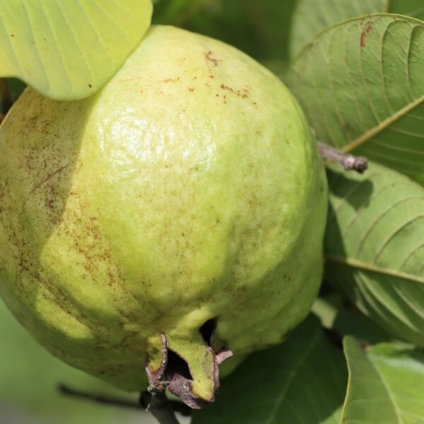 Guava Local