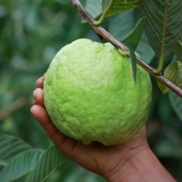 Thai Guava