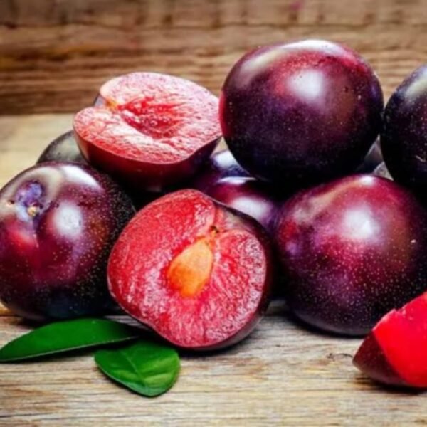 Imported Plum